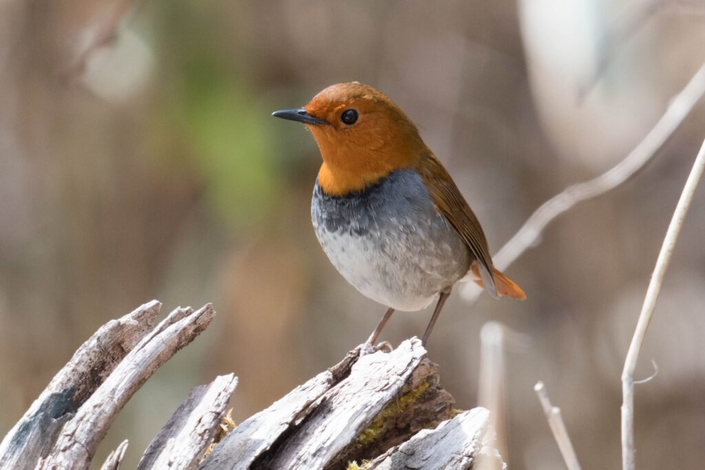 takayama-nature-bird-wildlife