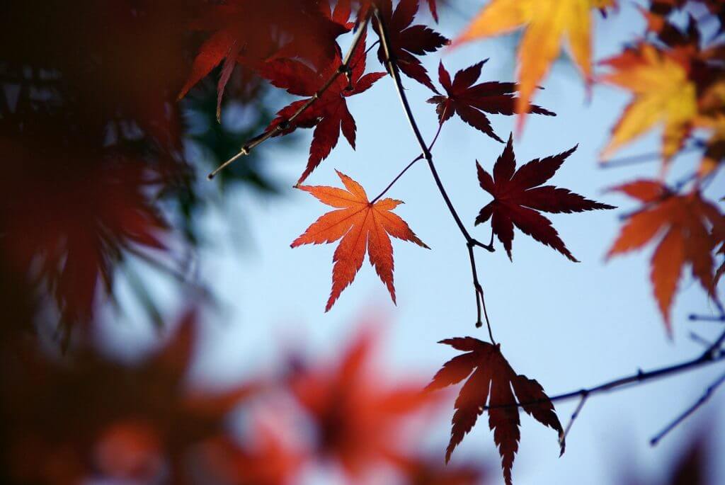 Autumn Leaves In Nagano