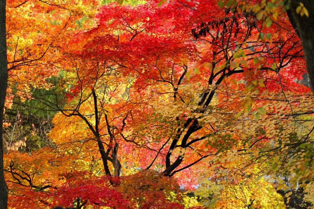 Autumn Leaves In Nagano