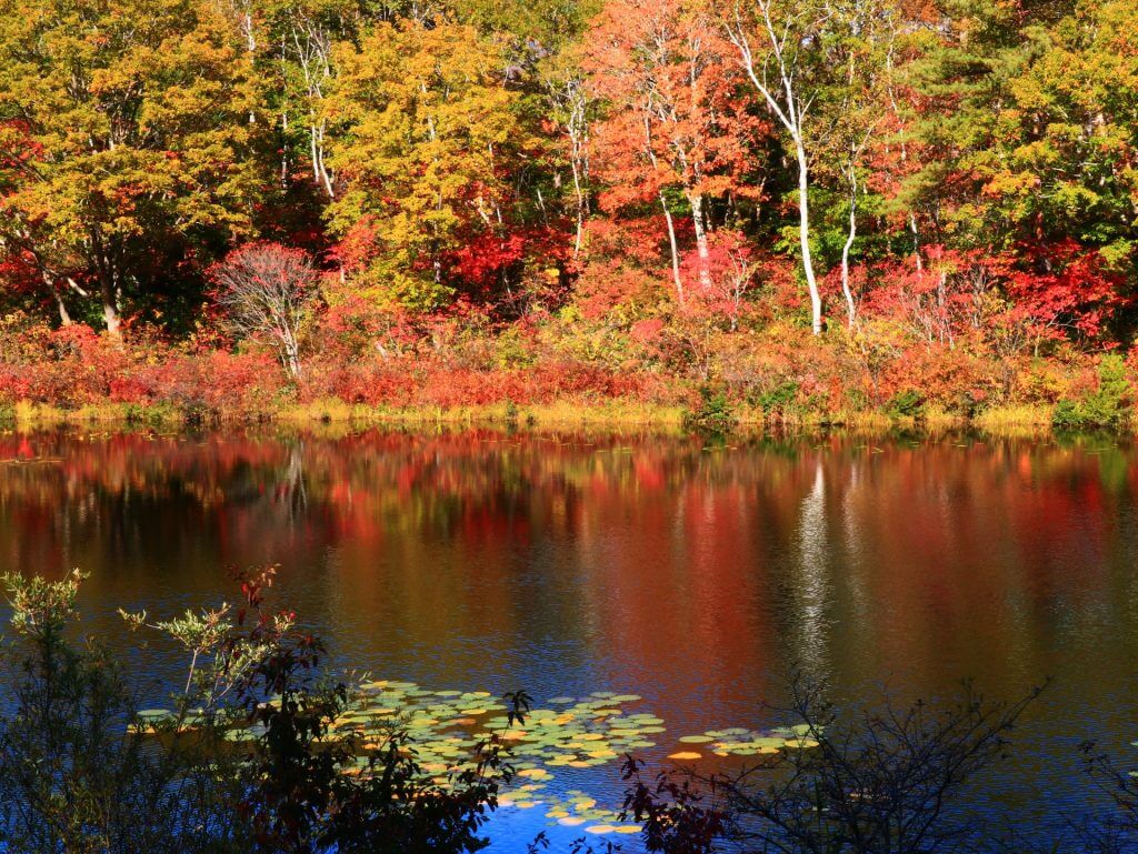 Autumn Leaves In Nagano