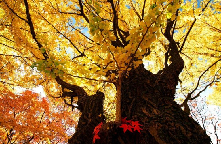 autumn-leaves-koyo
