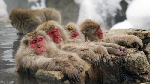 Snow monkeys bathing
