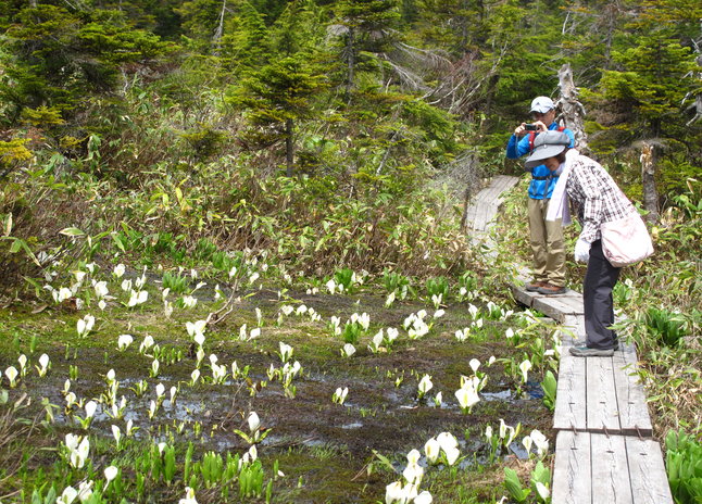 龍王水芭蕉節 Snow Monkey Resorts