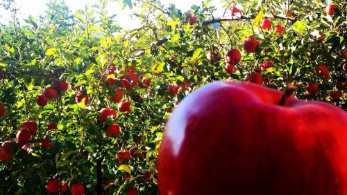 Red apple orchard