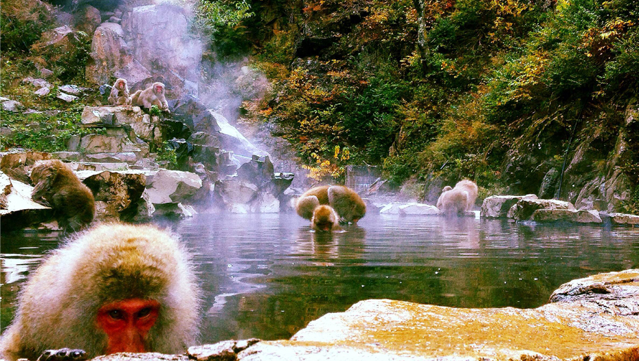 Snow monkeys bathing