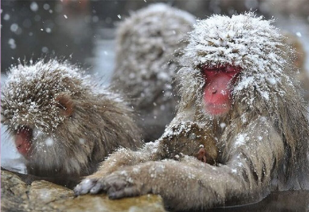 Snow monkey sitting relaxed in the onsen