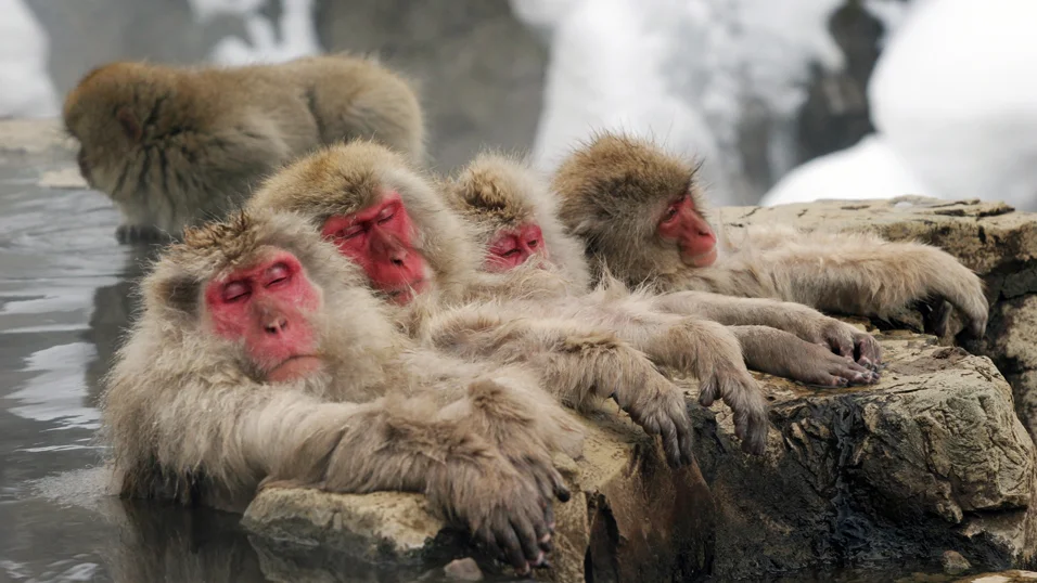A group of Nagano Snow Monkeys bathing in Hot Springs in Winter