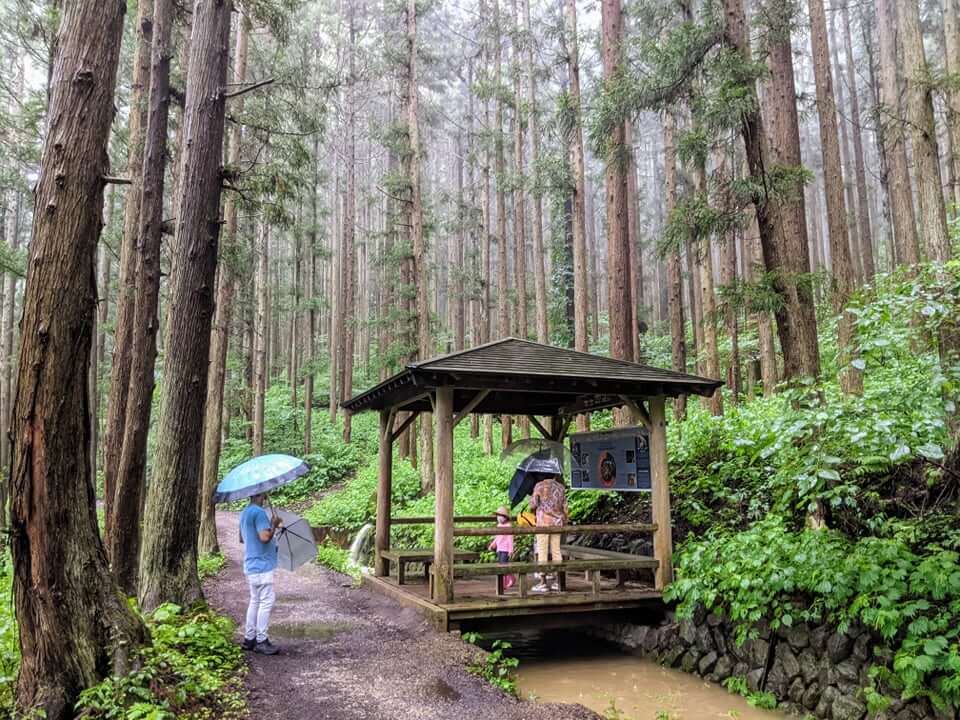jigokudani-monkey-park-trail-green-season