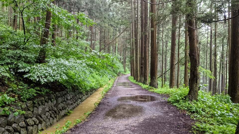 jigokudani-monkey-park-trail-green-season