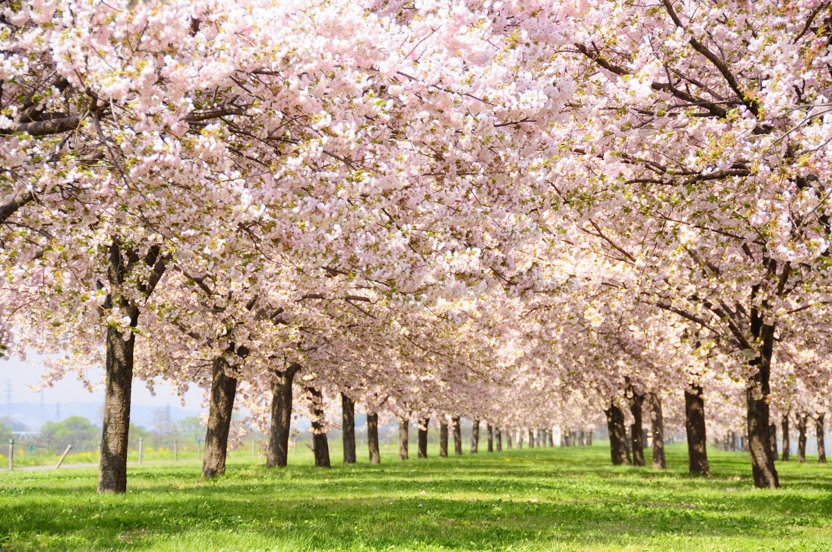 SAKURA, cherry blossoms