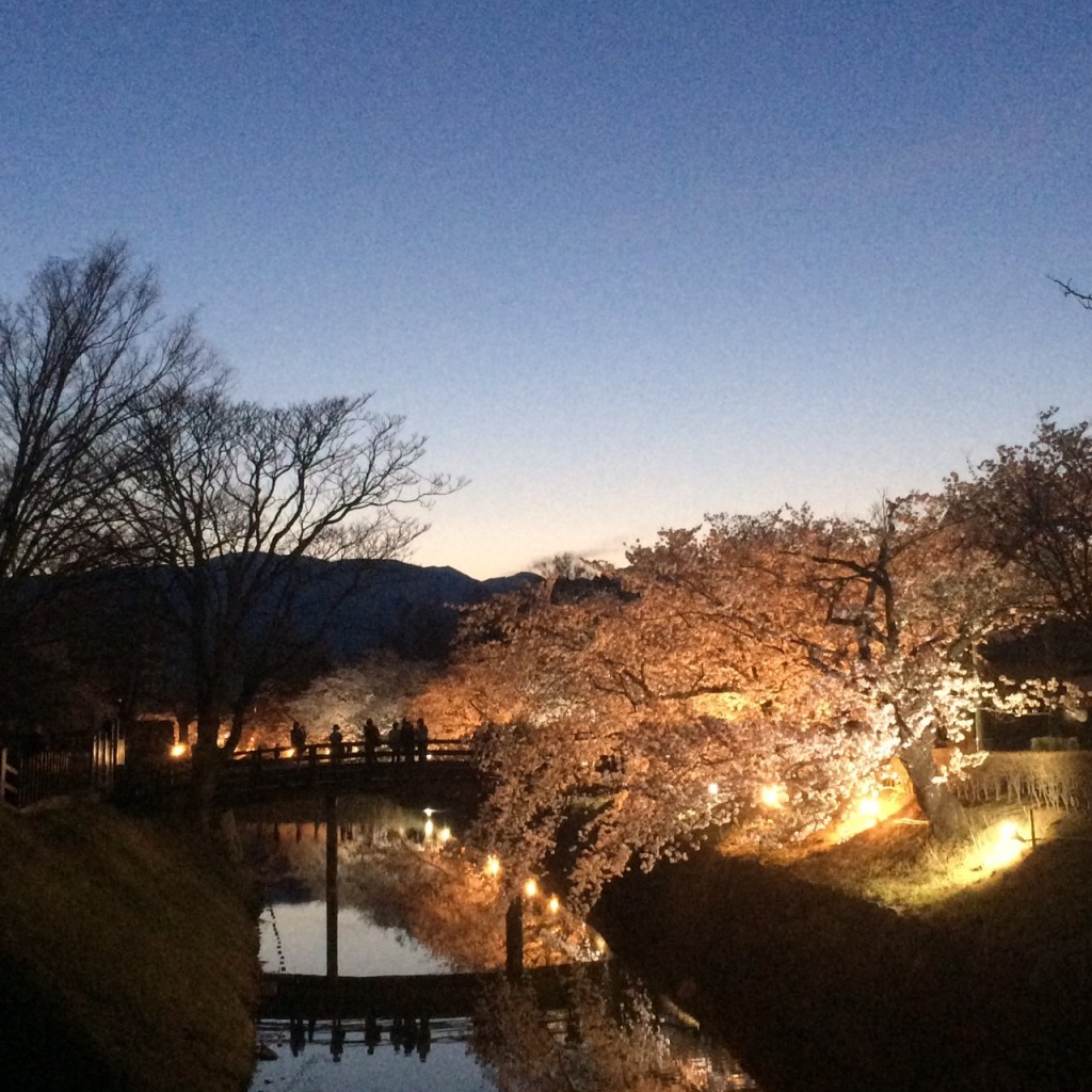 matsumoto-castle-cherry-blossom