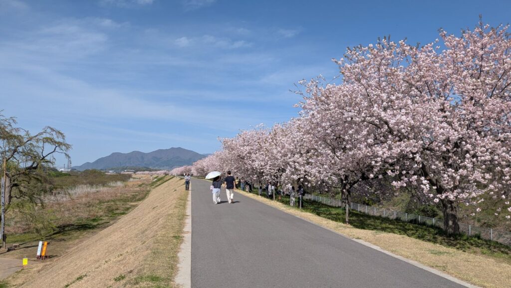 A long avenue of "yaezakura" double cherry blossom trees at Chikugama Fureai Park in Obuse, Nagano.