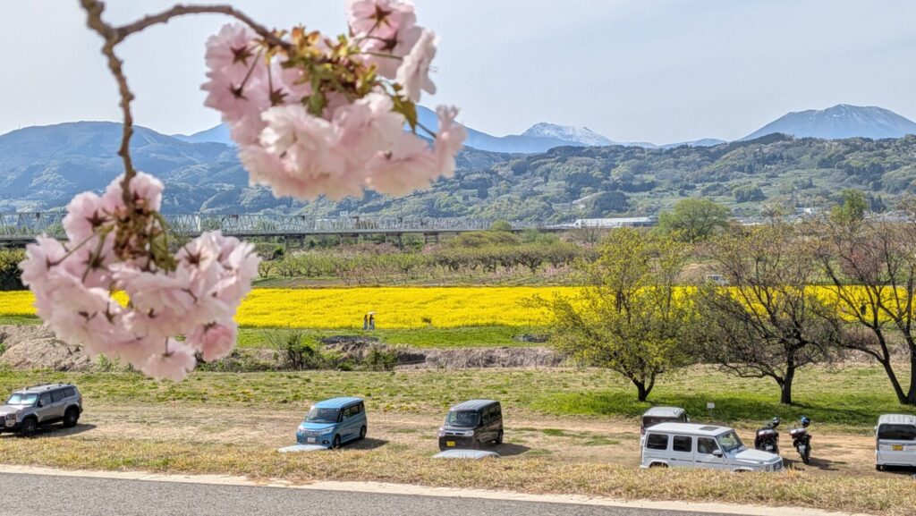 A view of the "yaezakura" cherry blossom trees with a back drop of yellow canola flowers.