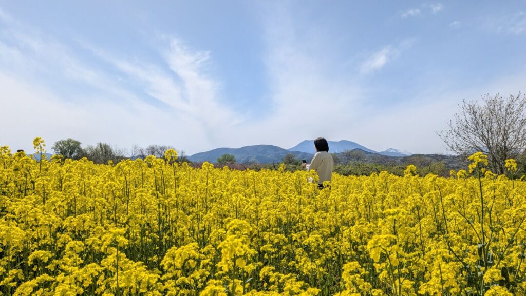 Yellow canola flowers are in full bloom at Chikumagawa Fureai Park in Obuse, Nagano.