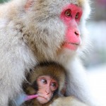 The Snow Monkey FAQs