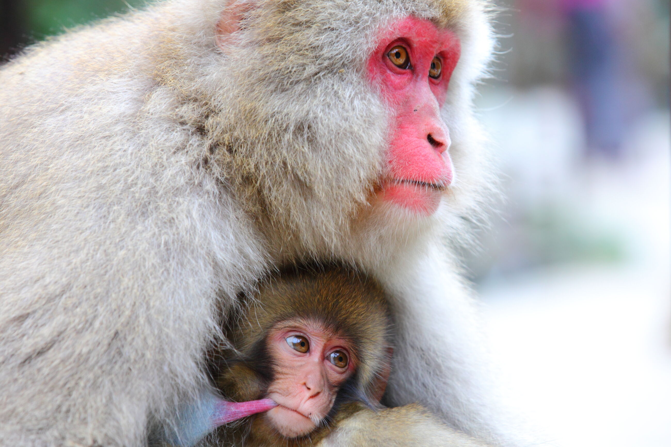 Snow Monkey Hierarchy: The Top Monkeys - SNOW MONKEY RESORTS