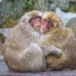 Snow Monkeys: Monkey Love, Babies & Childcare