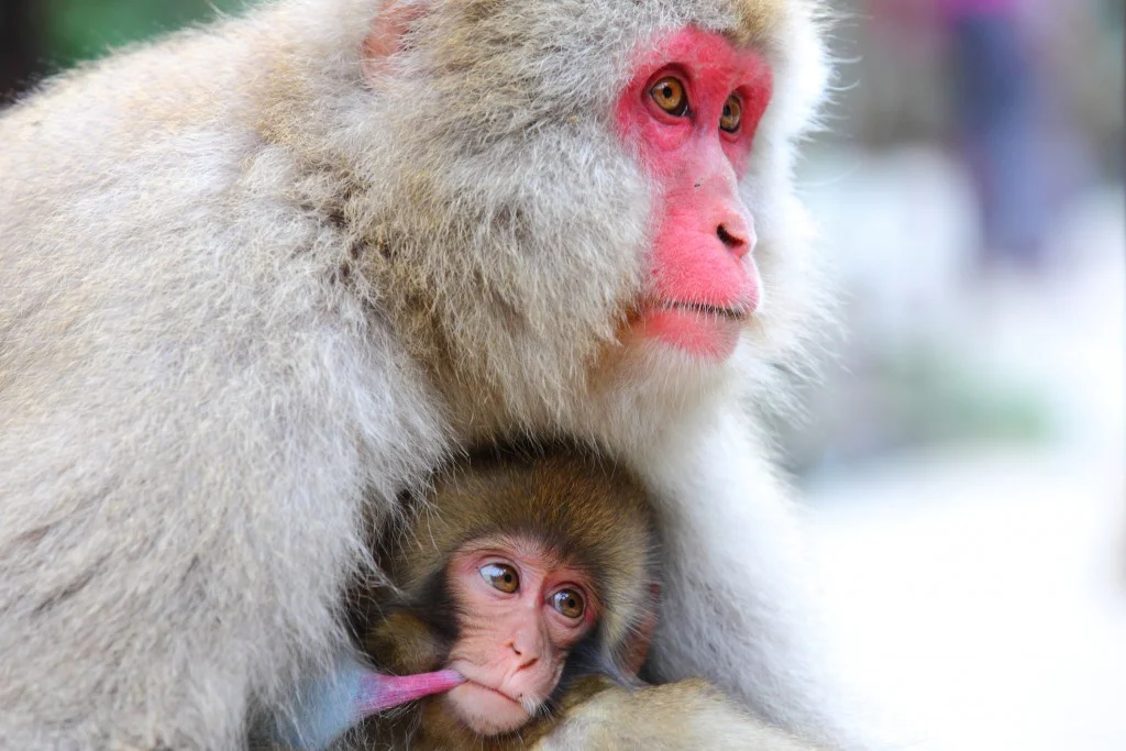 Mother and baby monkey