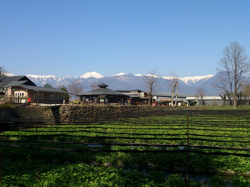 Daio wasabi farm, Matsumoto, Azumino