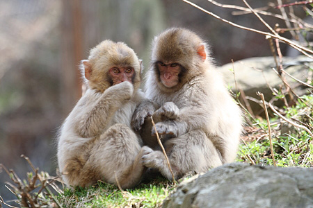 Young snow monkeys