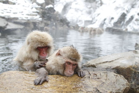 Two snow monkeys bathing