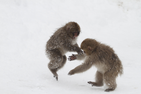 Snow monkeys playing