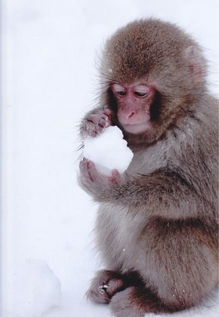 雪猴:观察的行为 | snow monkey resorts