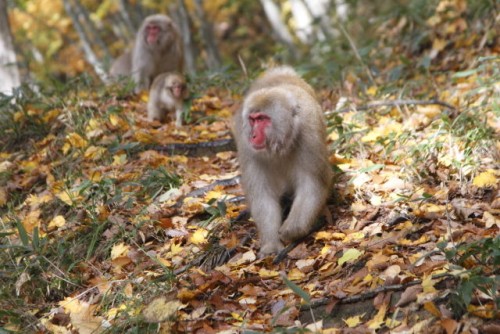 Snow monkeys in the forest