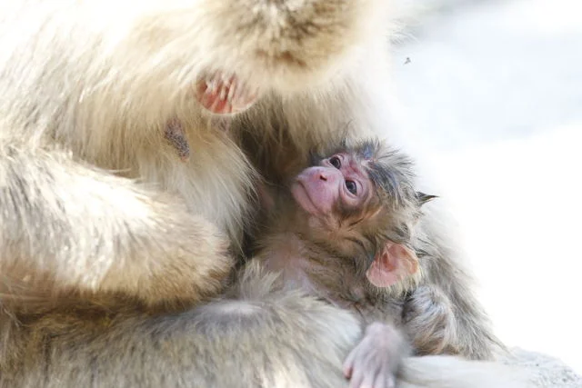 A baby snow monkey is nursed by its mother shortly after birth.