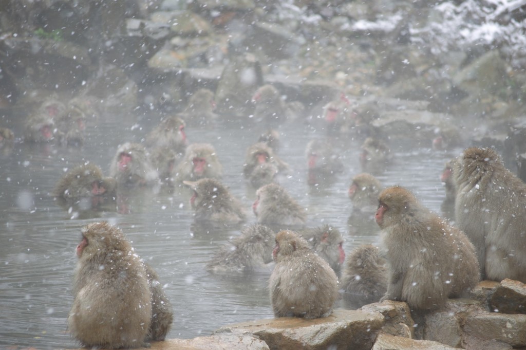 bathing-snow monkeys