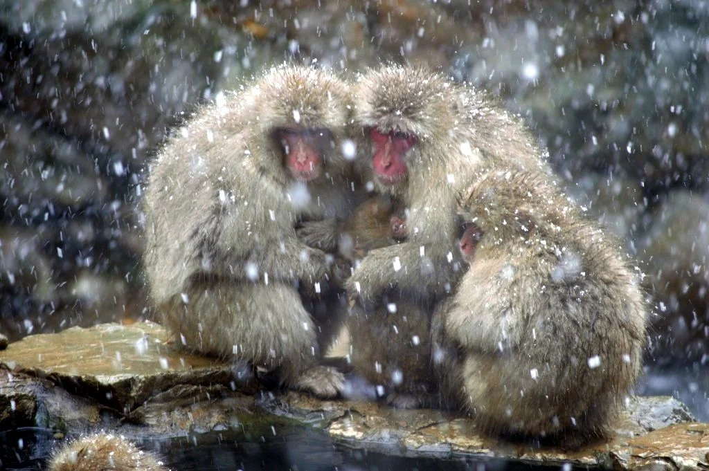 Snow Monkeys in Japan huddling together in the snow.