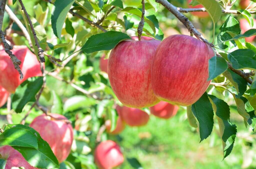 food-fruit-apples