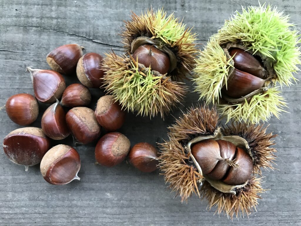 food-chestnut-obuse