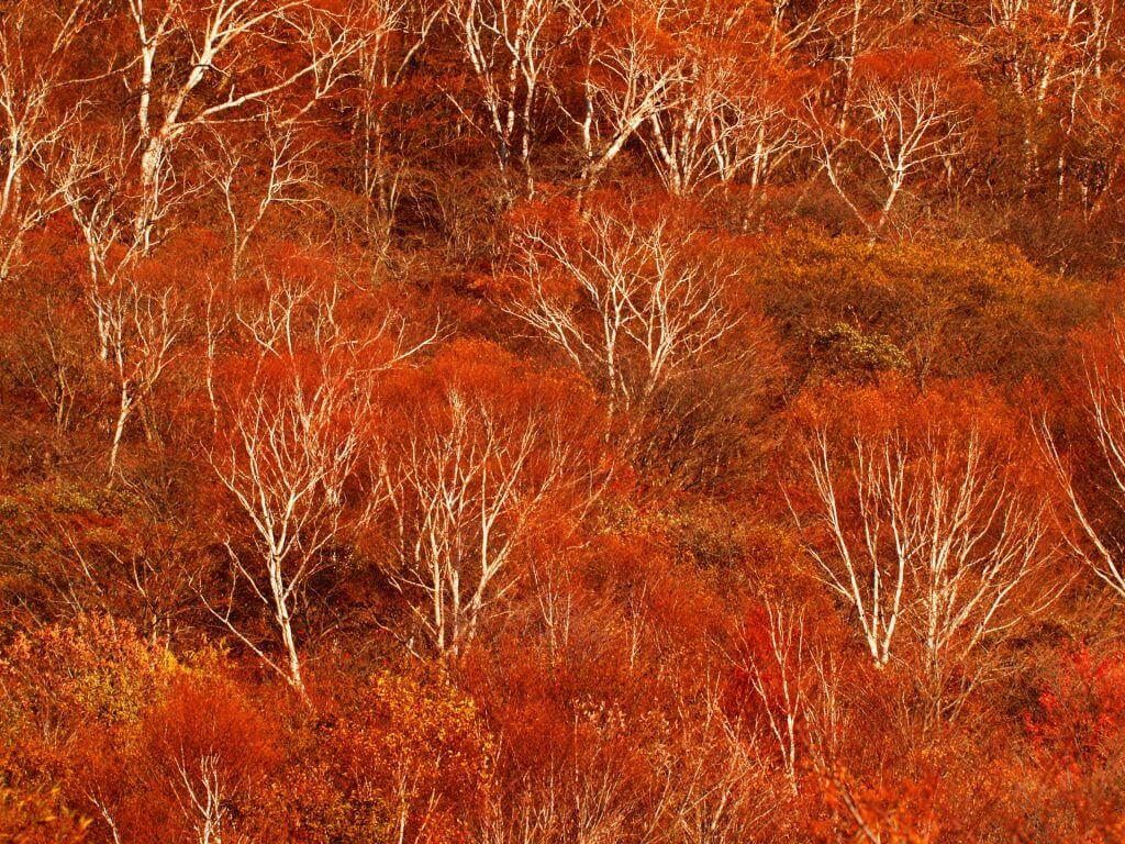 autumn-leaves-koyo