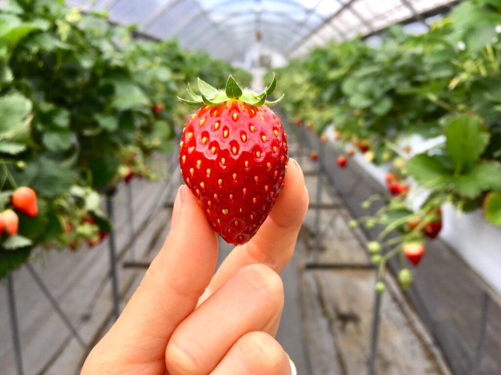 food-chestnut-strawberry