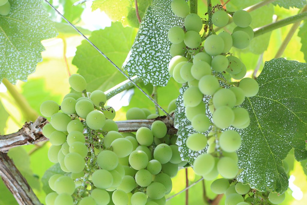 food-fruit-grapes