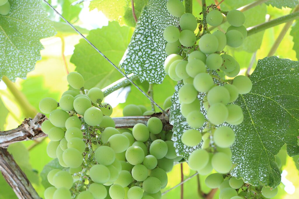 food-fruit-grapes