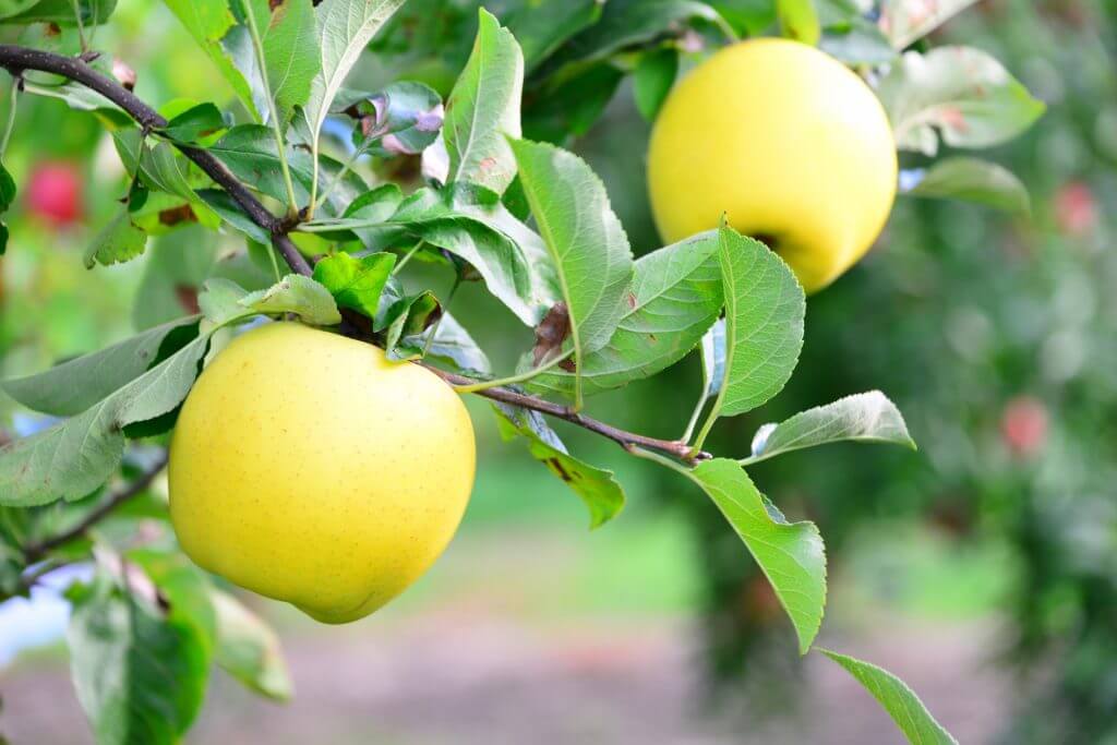 food-fruit-apples