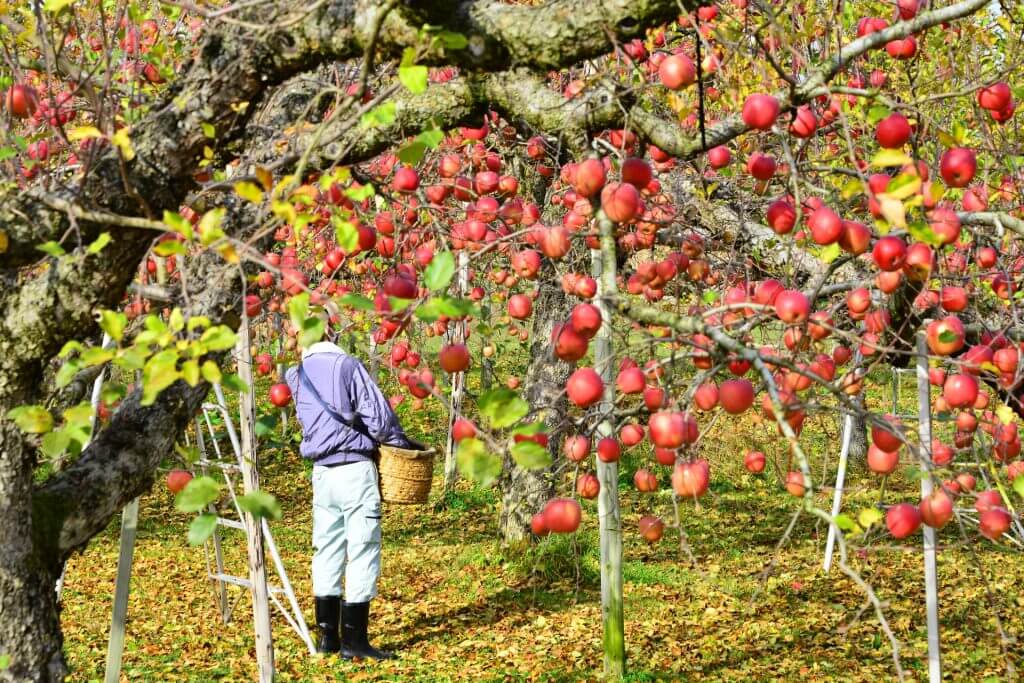 Enjoy the Fruit of Nagano