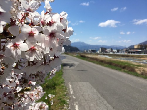 Cherry blossom mountain