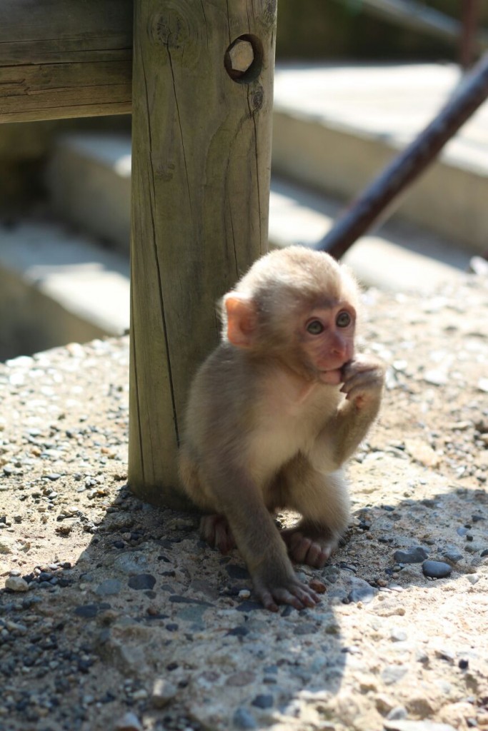 Baby Monkey in Summer