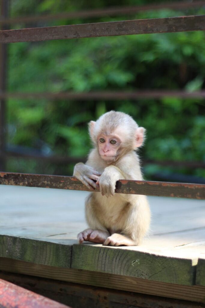 Baby Monkey in Summer