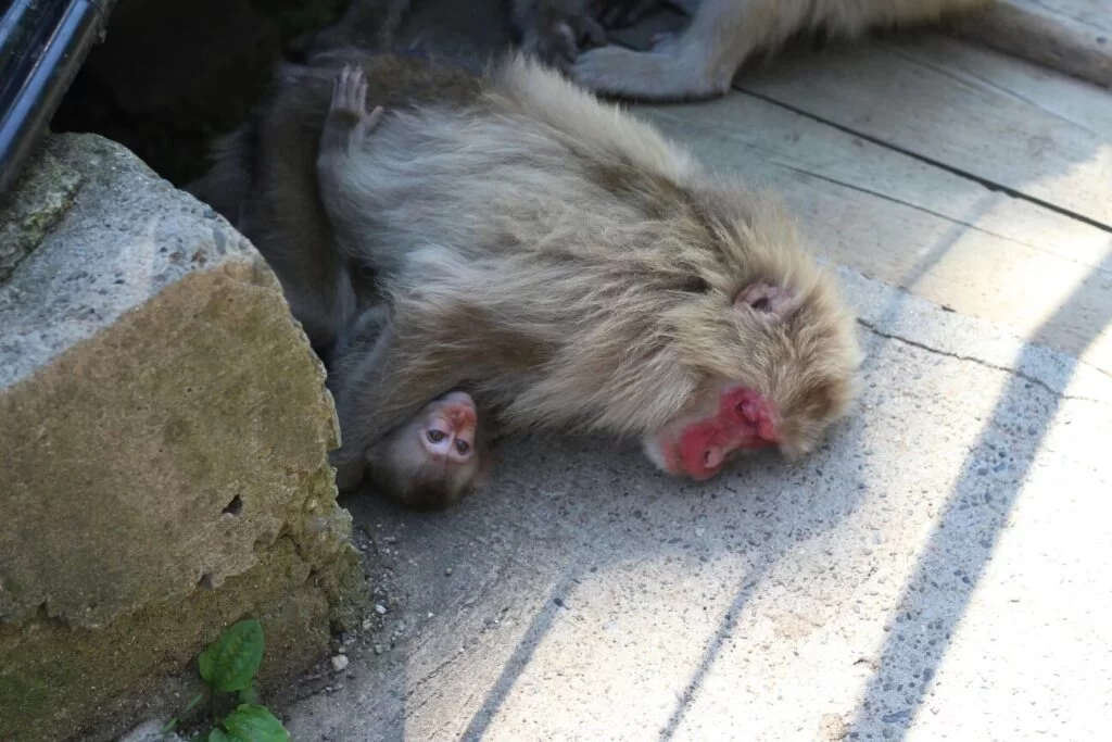 Baby monkey with mother sleeping in summer.