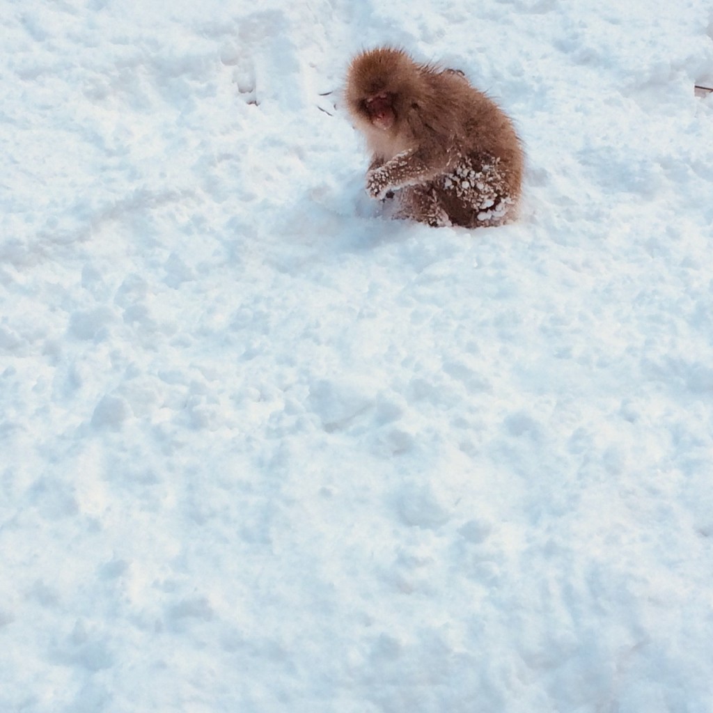 Snow Monkey in snow 2