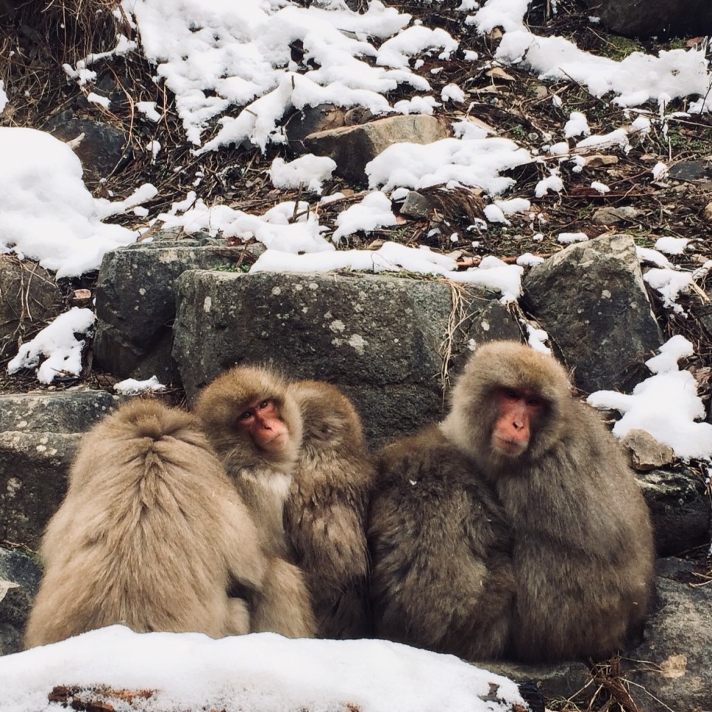Snow Monkeys in February 2