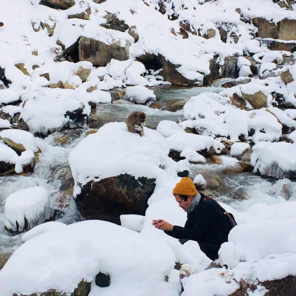 Snow Monkeys on rock