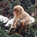 History Of The Jigokudani Monkey Park