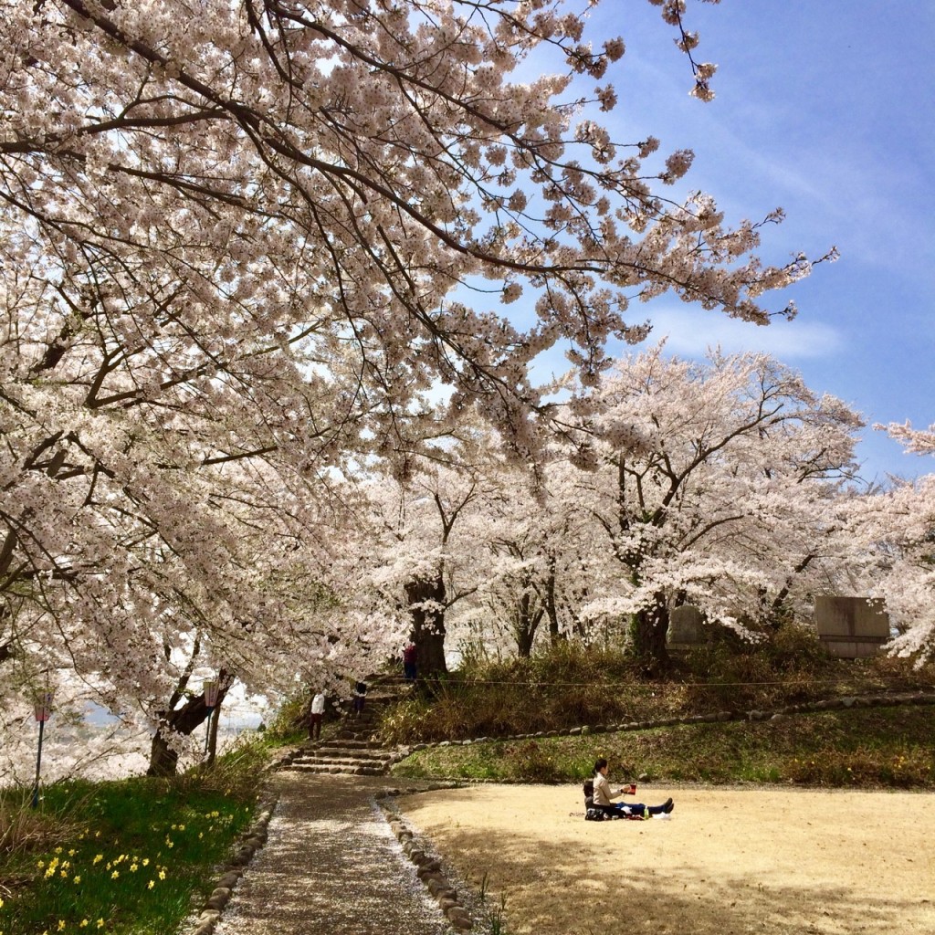 cherry-blossom-sakura-iiyama