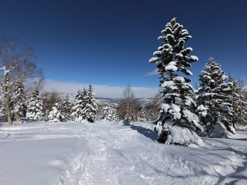 terakoya tree run shiga kogen ski