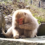 Snow Monkeys: Favourite Food & Daily Diet
